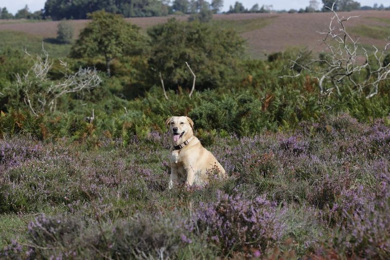 An image shot at 300mm showing a dog surrounded by grass and lavender.