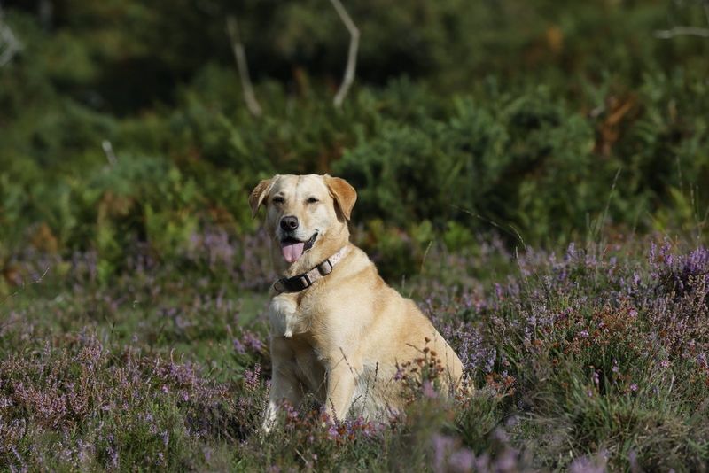 An image shot at 400mm showing a dog surrounded by grass and lavender. 