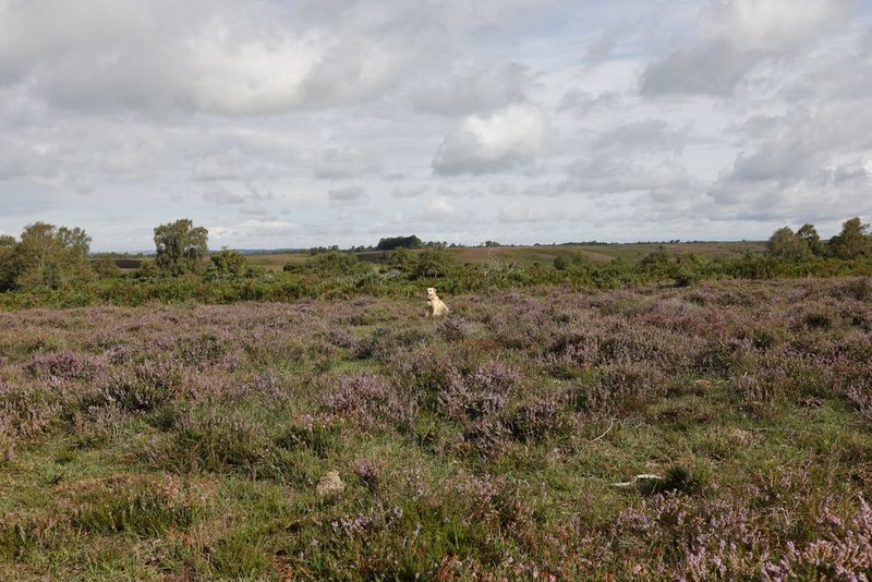 An image shot at 50mm showing a field of grass and lavender, with a dog in the distance. 