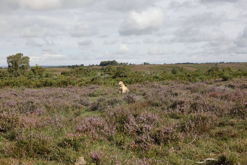 An image shot at 70mm showing a field of grass and lavender, with a dog in the distance. 