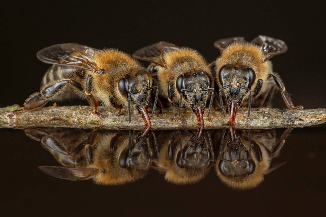 Three wild honeybees drink water, their tongues creating not even a ripple in their reflections.