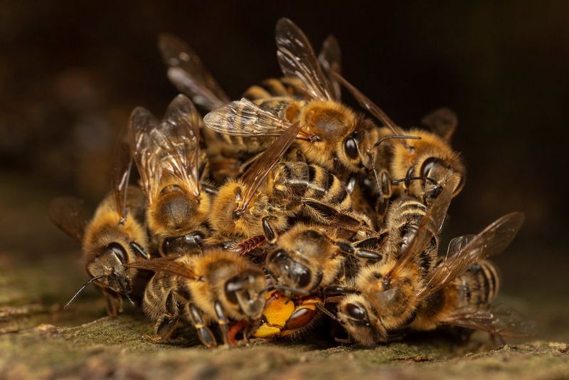 Медоносная пчела: строение насекомого, описание, тип развития