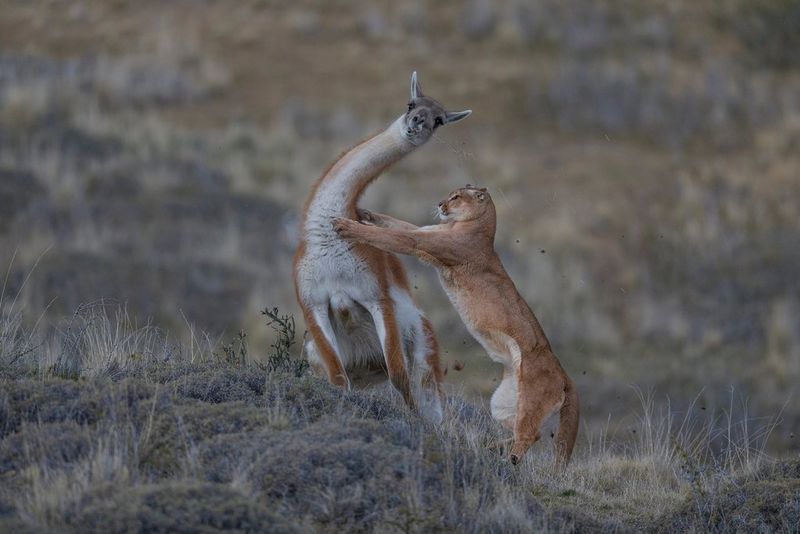 the pumas of patagonia