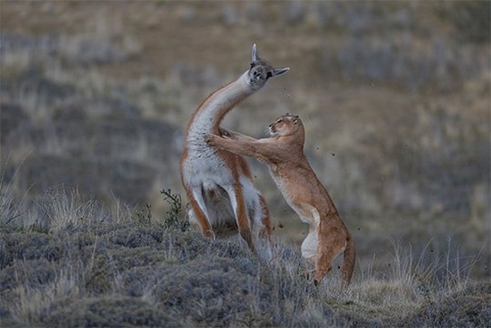 A female puma lunges at the neck of a full-grown male guanaco. 