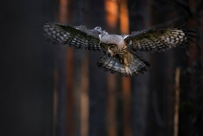 Photographing owls in low light – Canon Europe - Canon Europe
