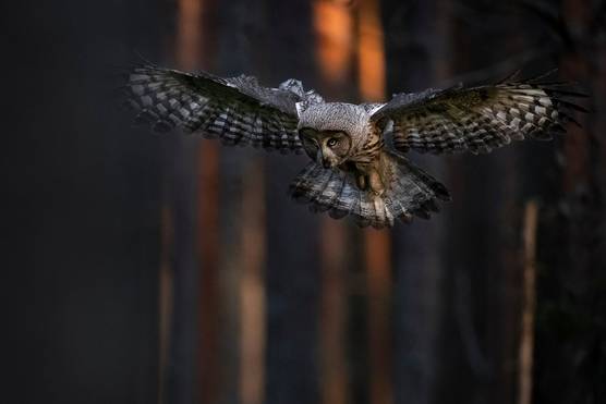 A large owl is captured in flight, wings outstretched, against a forest backdrop.