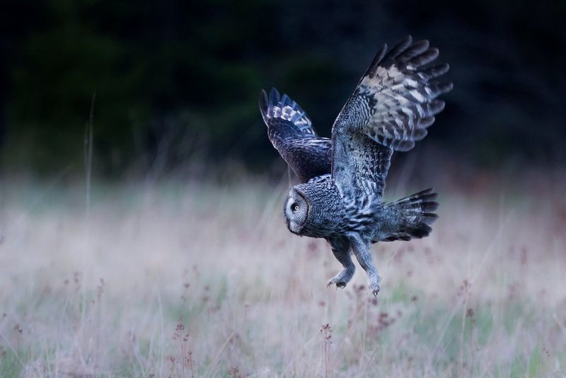 An owl flies low over a field, its legs stretched out beneath it and wings up above it.