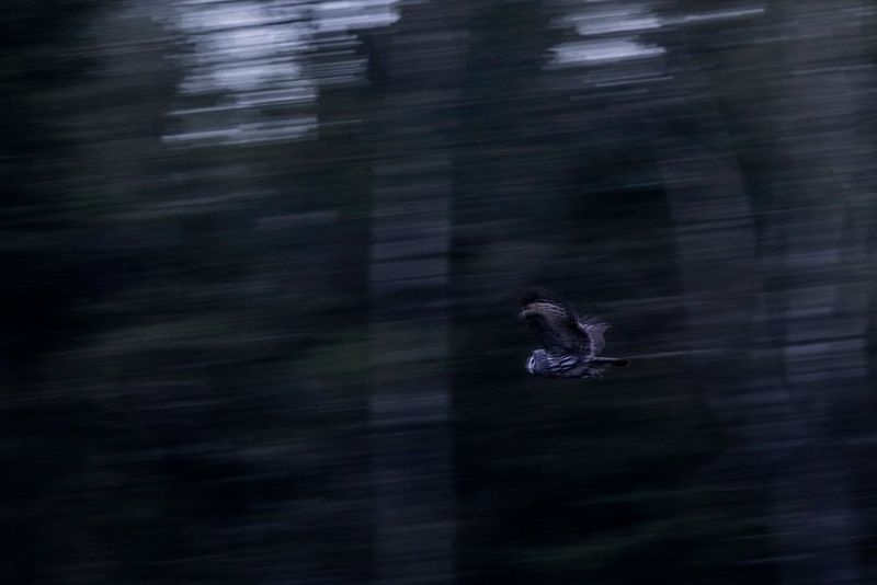 An owl captured in flight as the camera pans with it, the trees behind it blurred by the motion. 