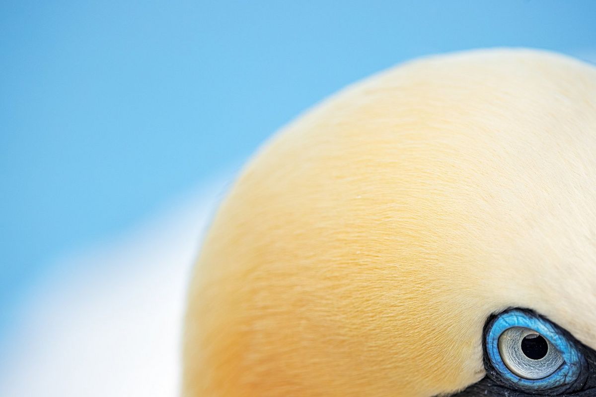 A close-up of the eye of a northern gannet.