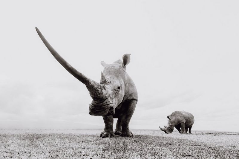 Imagen en blanco y negro de un rinoceronte mirando al frente, con su largo cuerno extendido hacia la izquierda, y un segundo rinoceronte detrás, tomada en Kenia por el fotógrafo de naturaleza Pie Aerts.
