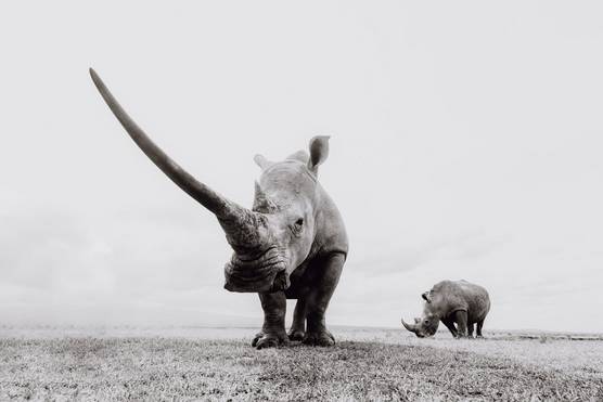  A rhino faces forward, its long horn stretching out to the left, a second rhino behind, in a monochrome photo taken in Kenya by wildlife photographer Pie Aerts.