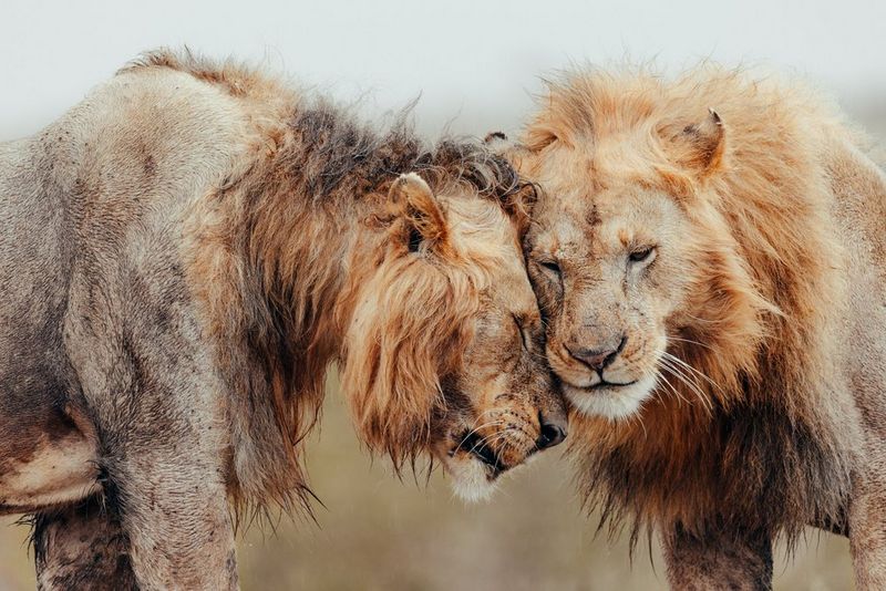 Dos leones juntos apoyan sus cabezas el uno en el otro en una foto tomada por Pie Aerts.