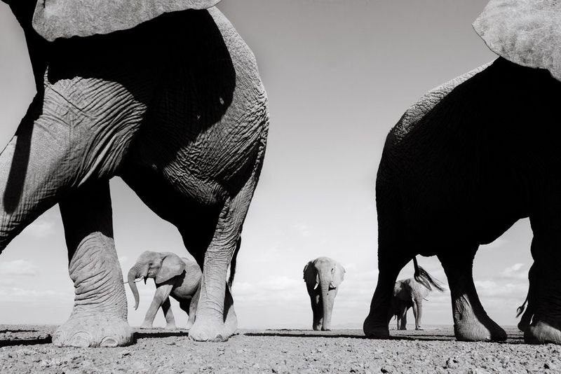 Una imagen en blanco y negro que muestra a las líderes hembra de una manada de elefantes en Kenia, dos de cerca y tres más atrás, tomada por Pie Aerts.