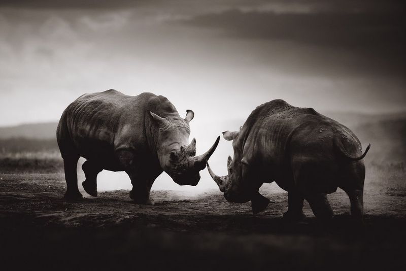 Una imagen en blanco y negro de dos rinocerontes enfrentados en combate, tomada por Pie Aerts.