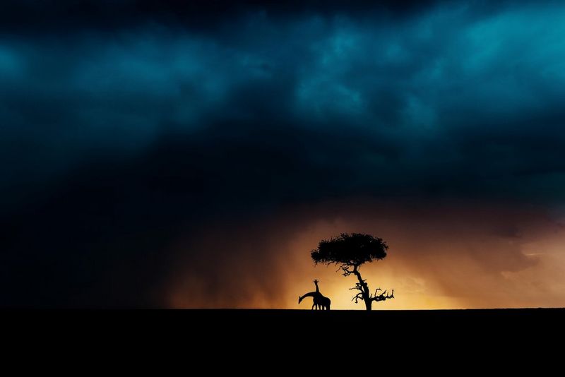 Imagen de la silueta de dos jirafas bajo un árbol con el cielo ámbar a su alrededor y azul sobre ellas, tomada por Pie Aerts.