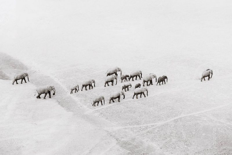 Una manada de elefantes captada desde arriba contra un paisaje luminoso, sobreexpuesta, en una foto de Pie Aerts.