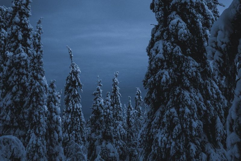 Покрытые снегом высокие хвойные деревья на фоне темного неба.