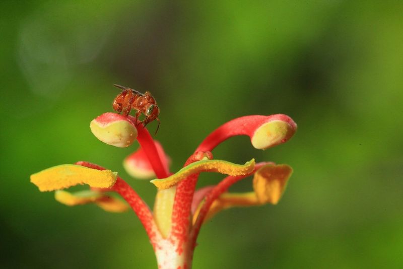 Canon macro ring sales flash