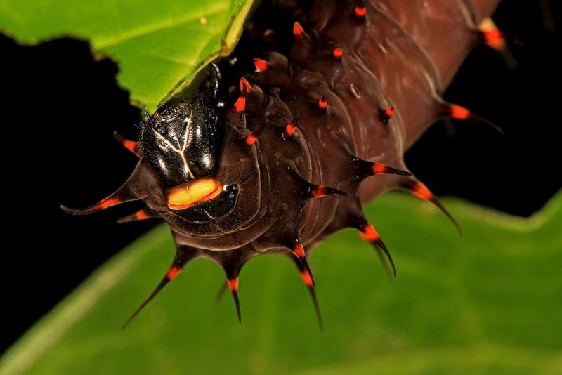 Macro flash for close-up shots - Canon Danmark