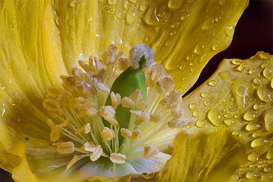 A macro shot showing the inside of a yellow poppy with dew droplets on the petals. 