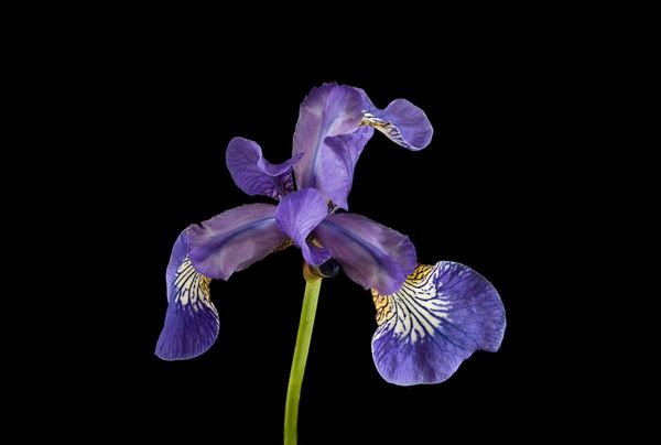 A focus-stacked macro shot of a purple iris on a black background, with all the flower and stem in sharp focus. 