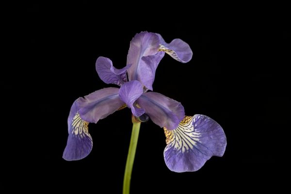 A macro shot of a purple iris on a black background, with only a very narrow part of the flower in sharp focus. 
