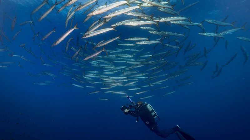 Underwater videographer Nicolai Deutsch holds his underwater filming rig while a large shoal of fish appear to circle just above him.