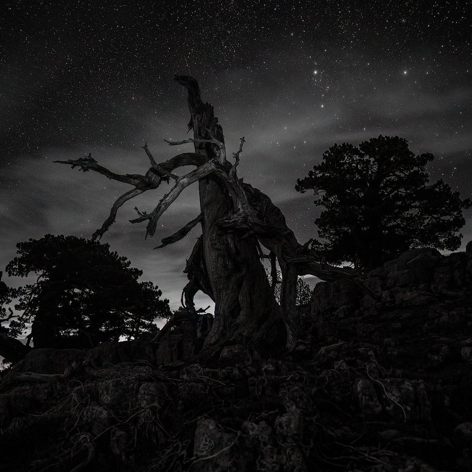 A leafless tree silhouetted against the starry night sky, shot in black and white on a Canon EOS R5 by Mauro Tronto.