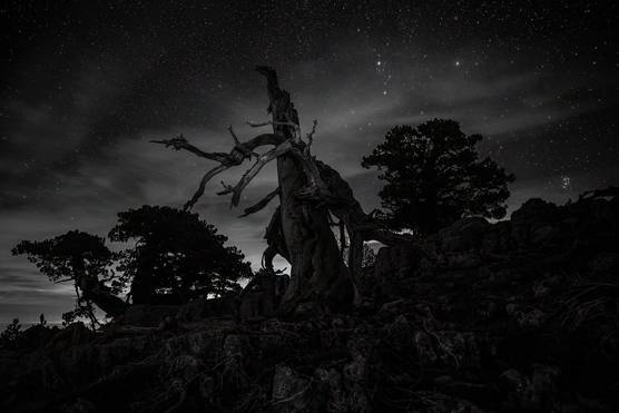 A leafless tree silhouetted against the starry night sky, shot in black and white on a Canon EOS R5 by Mauro Tronto. 