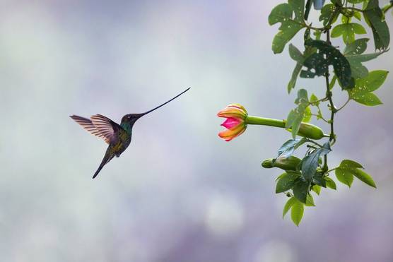 A hummingbird hovers in flight next to a hanging flower.