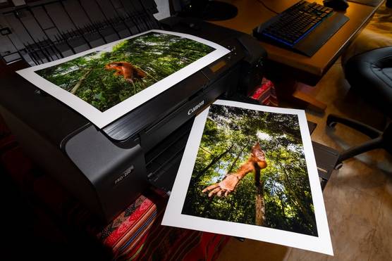 A Canon PIXMA PRO-200 prints out an image of an orangutan swinging upside down from a branch.