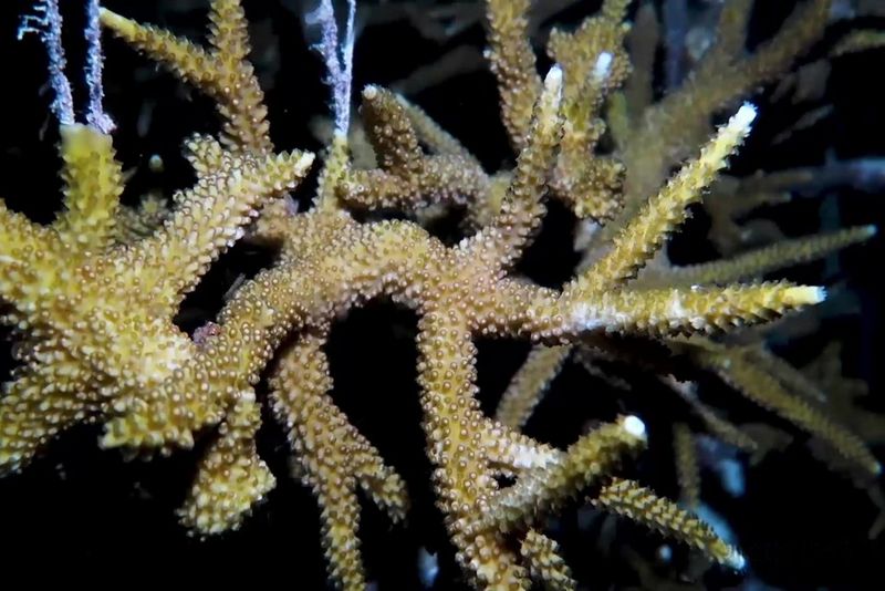 An underwater image of a cluster of dark yellow coral. 