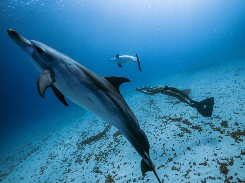 dolphin imaging remote printing