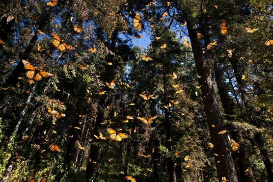 A view looking up into a canopy of trees, with hundreds of black-and-orange butterflies flying around.