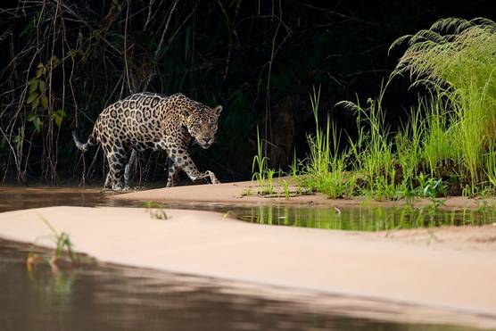 A jaguar is photographed walking alongside water with rainforest flora behind.