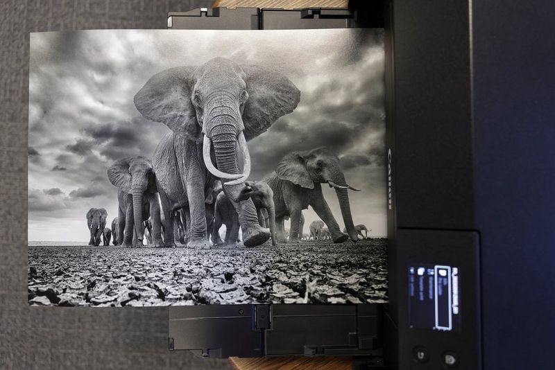 A Canon printer prints out a black and white image of a herd of elephants walking towards the viewer, with the matriarch leading the way at the front. 