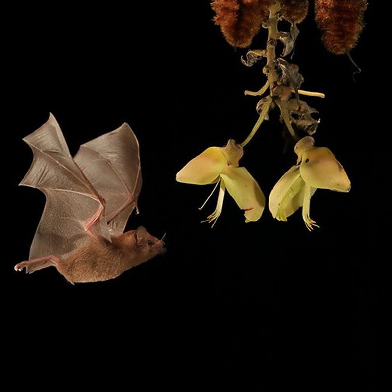 A nectar-eating bat is photographed mid-flight as it approaches a liana woody vine.