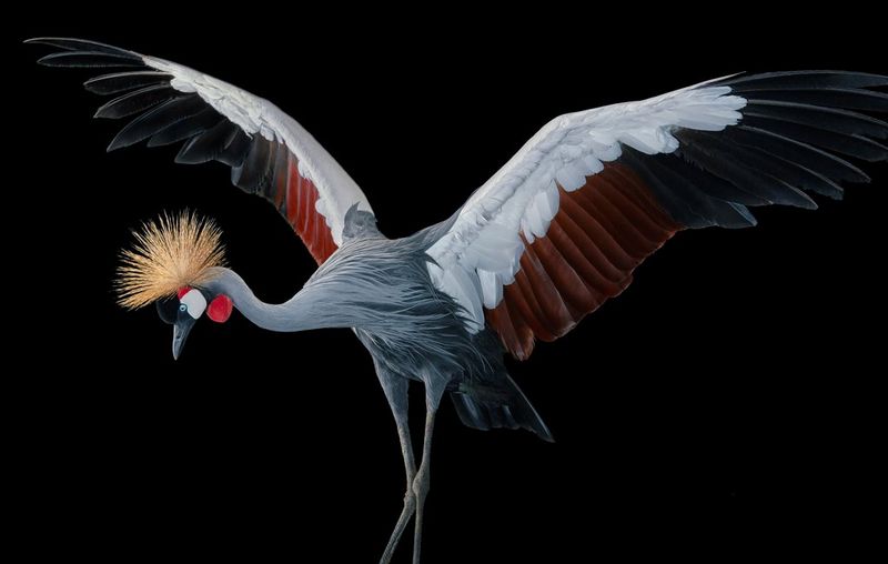 Tim Flach's amazing bird portraits