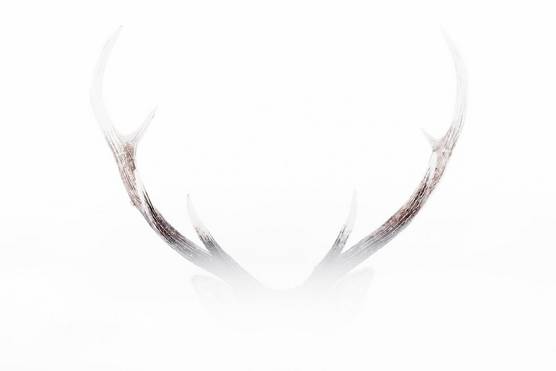The magnificent horns of a stag can just be seen through shrouded white mist.