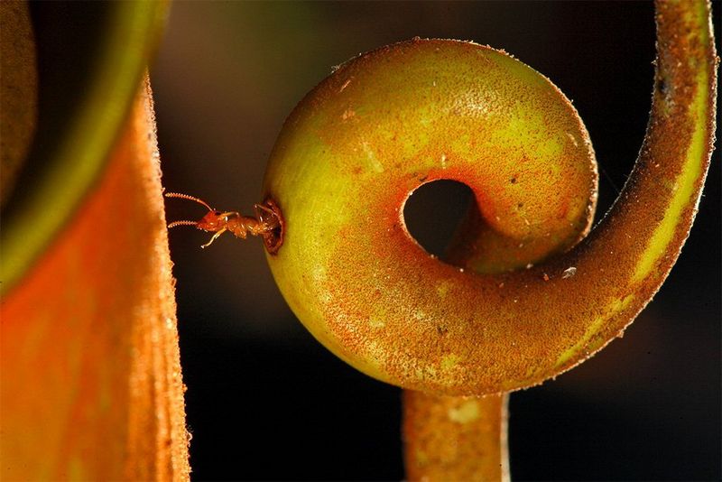Wildlife photography with a Canon macro lens