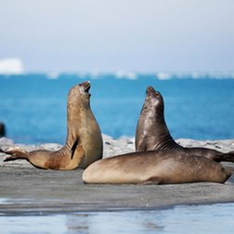 Two seals rear up and display to each other by the waterside in the Antarctic. 