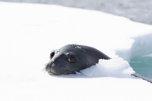 A young seal rests its head on the snow by the waterside in the Antarctic. 