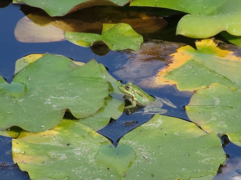 PS_ZOOM_Frog2_800mm