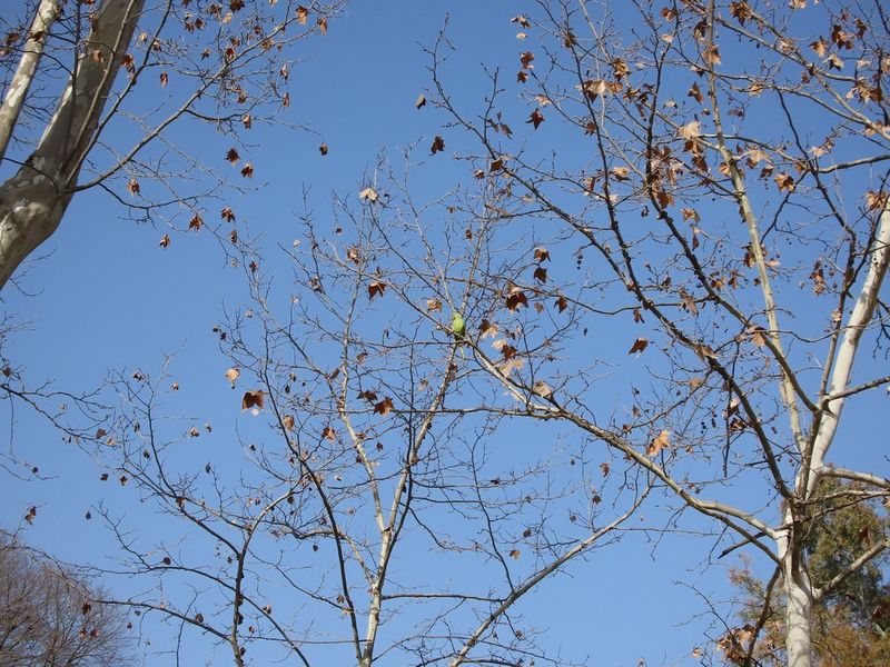 PS_ZOOM_Parakeet_1_100mm