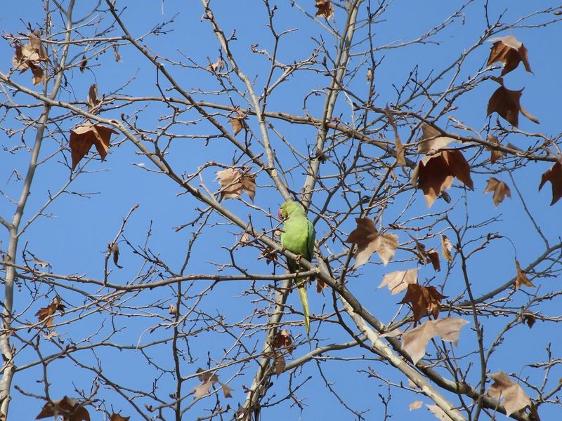 PS_ZOOM_Parakeet_1_400mm