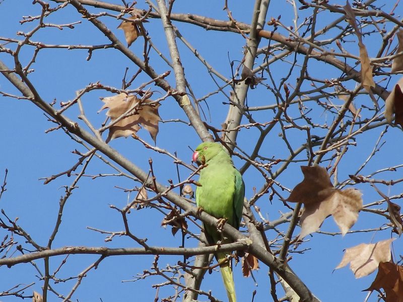 PS_ZOOM_Parakeet_1_800mm