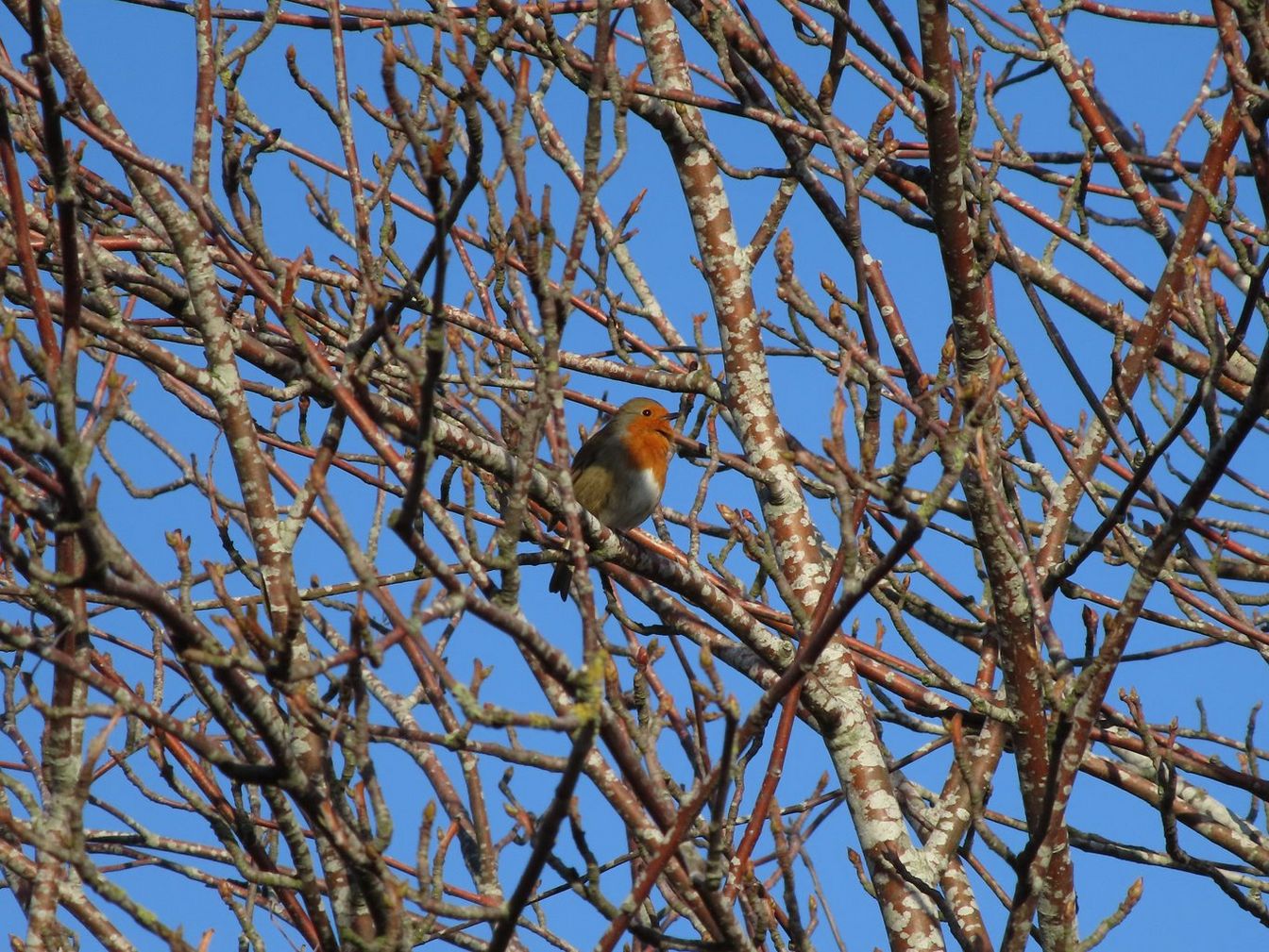 PS_ZOOM_Robin_2_400mm