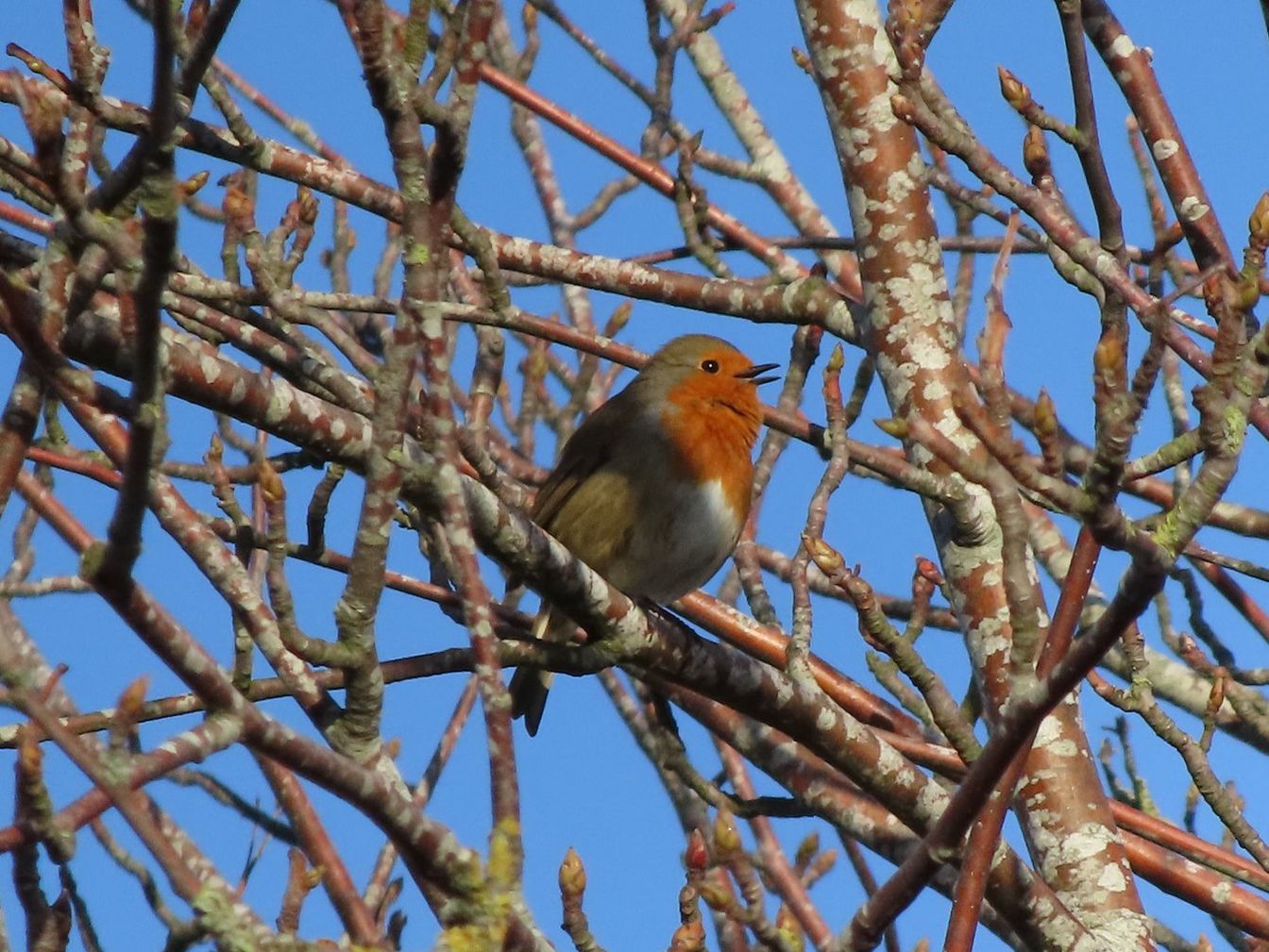 PS_ZOOM_Robin_2_800mm