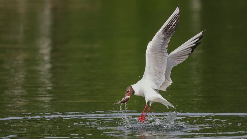 sample robert marc lehmann bird catching fish