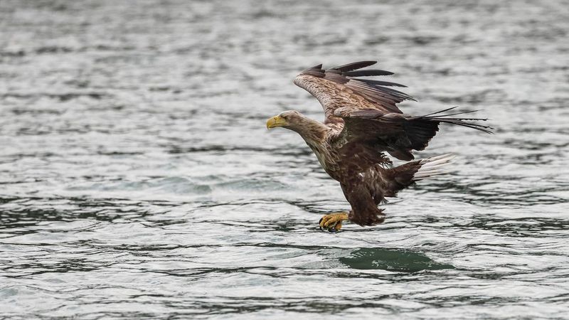 sample robert marc lehmann bird catching prey